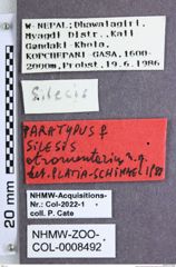 Etikette zu Silesis atramentarius (Platia & Schimmel, 1991) (NHMW-ZOO-COL-0008492)